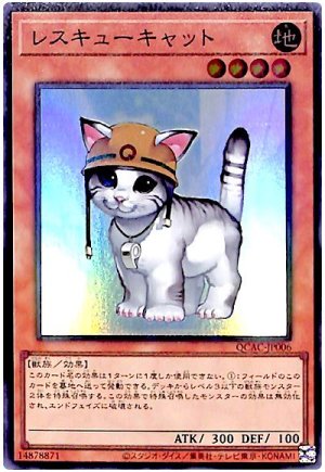 画像1: レスキューキャット【スー】